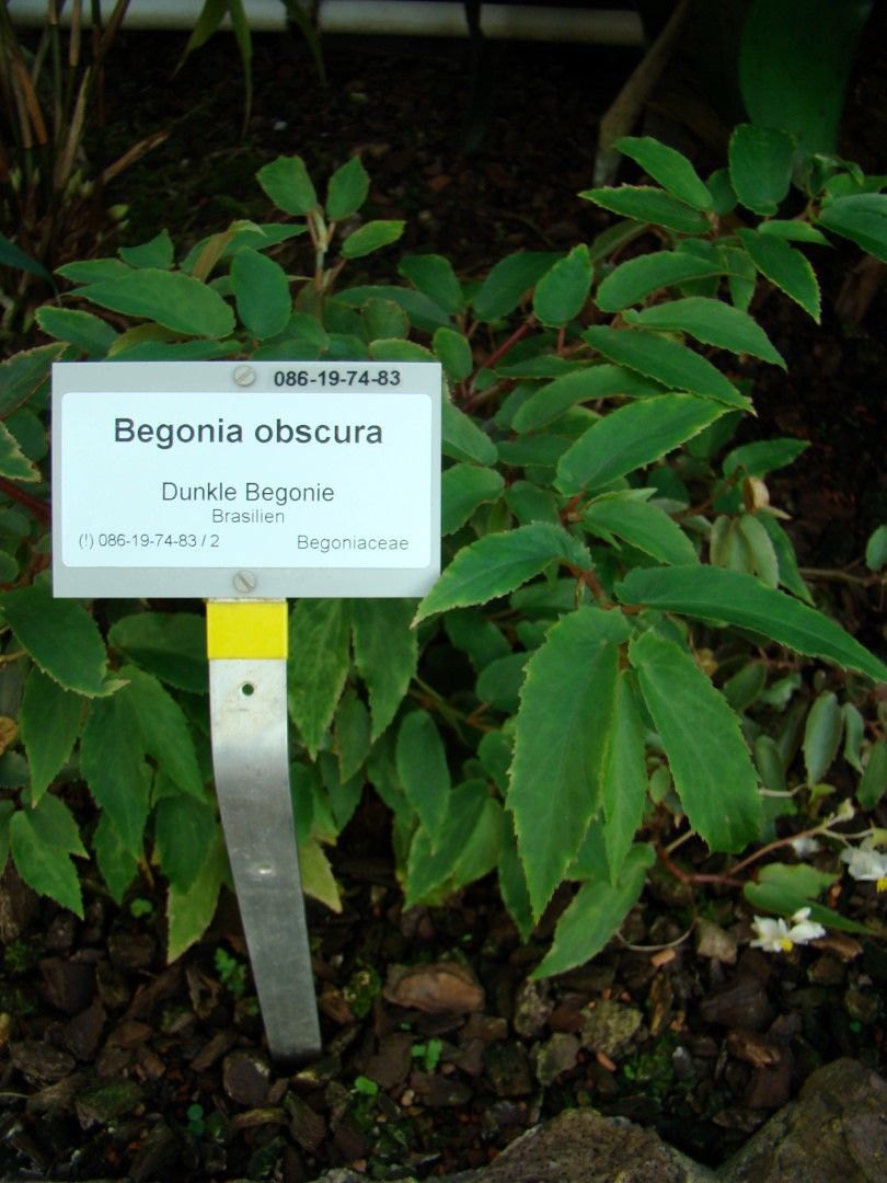 B. obscura